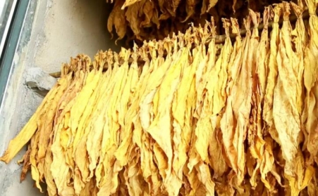镇安万亩烤烟进入采烤期 生物质燃料引领工业升级